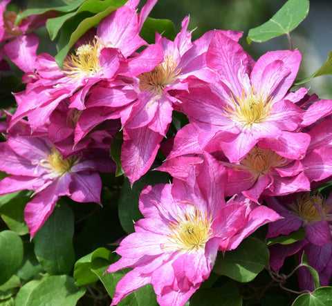 Clematis Asao