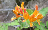 Lonicera tellmanniana, Lonicera: Honeysuckle - Brushwood Nursery, Clematis Specialists