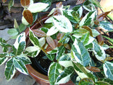 Trachelospermum Nagaba