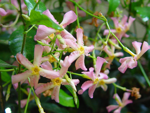 Trachelospermum Pink Showers