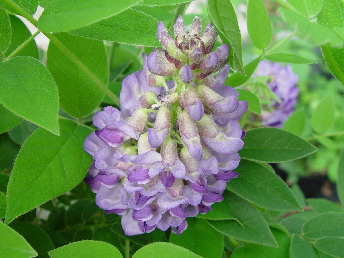 Wisteria frutescens Amethyst Falls, Native Vines - Brushwood Nursery, Clematis Specialists