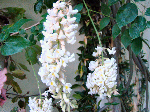 Wisteria Clara Mack, Native Vines - Brushwood Nursery, Clematis Specialists