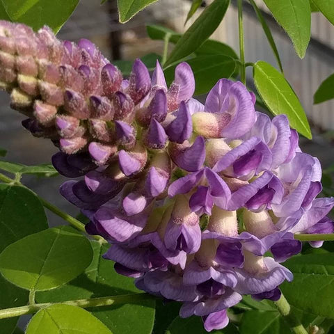 Wisteria Kate's Dwarf, Native Vines - Brushwood Nursery, Clematis Specialists