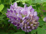 Wisteria frutescens Longwood Purple, Native Vines - Brushwood Nursery, Clematis Specialists