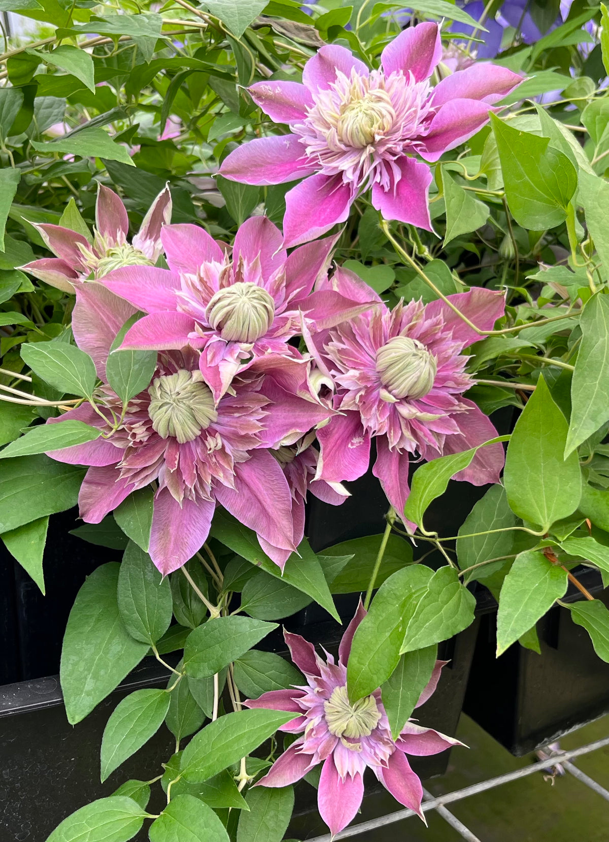 Clematis Josephine