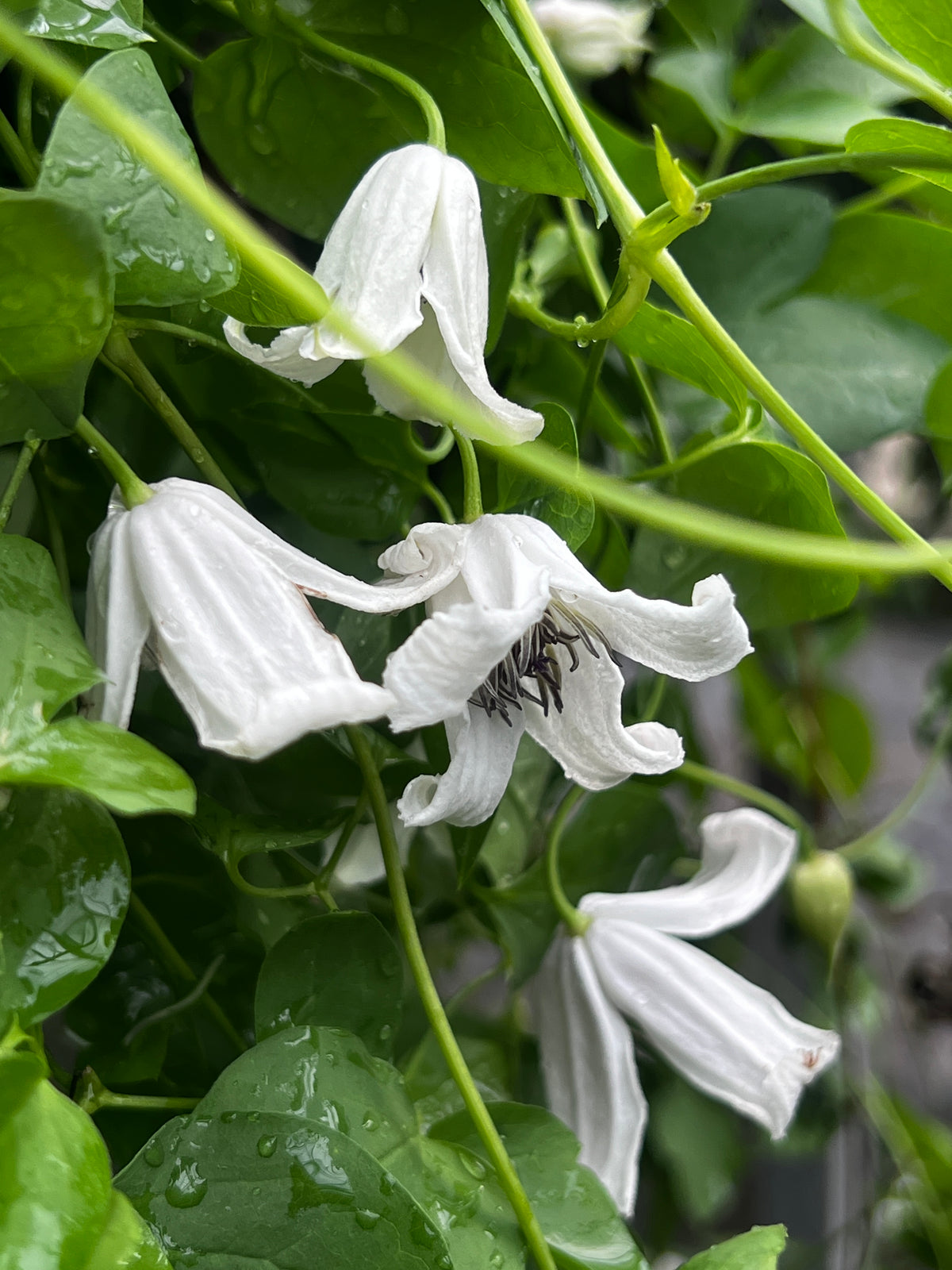 Clematis Elf