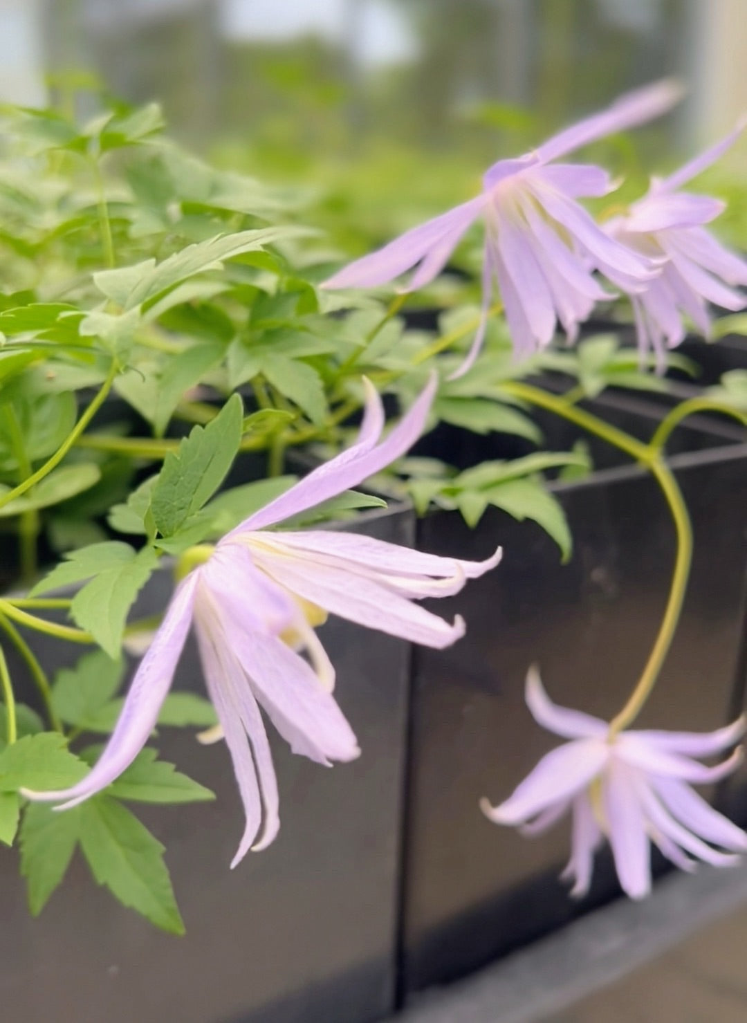 Clematis macropetala Markham's Pink