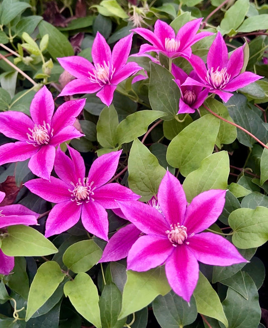 Clematis Poseidon - Brushwood Nursery, Clematis Specialists