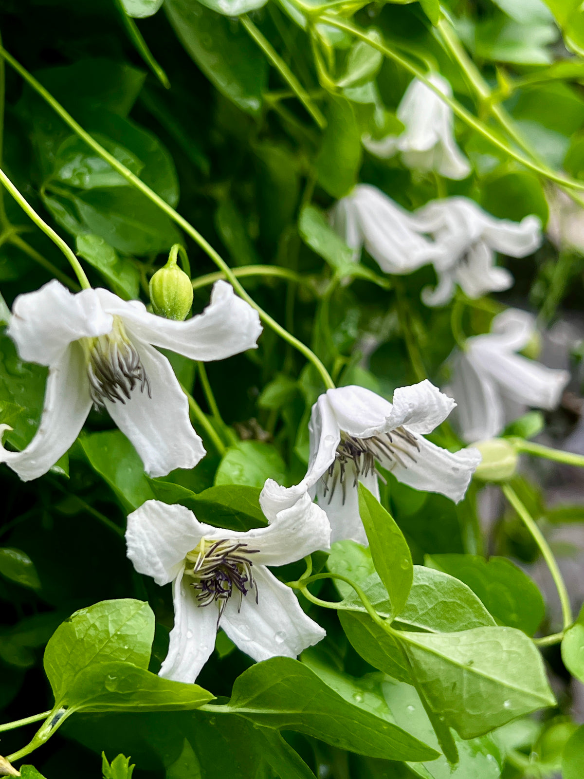 Clematis Elf