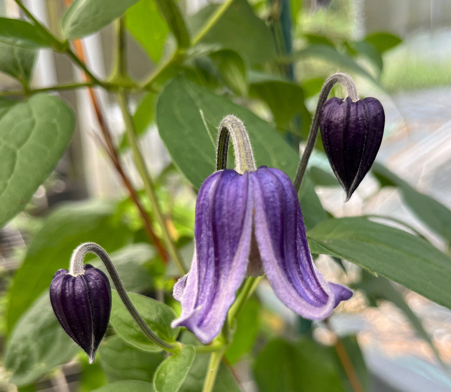 Clematis Carol Lim