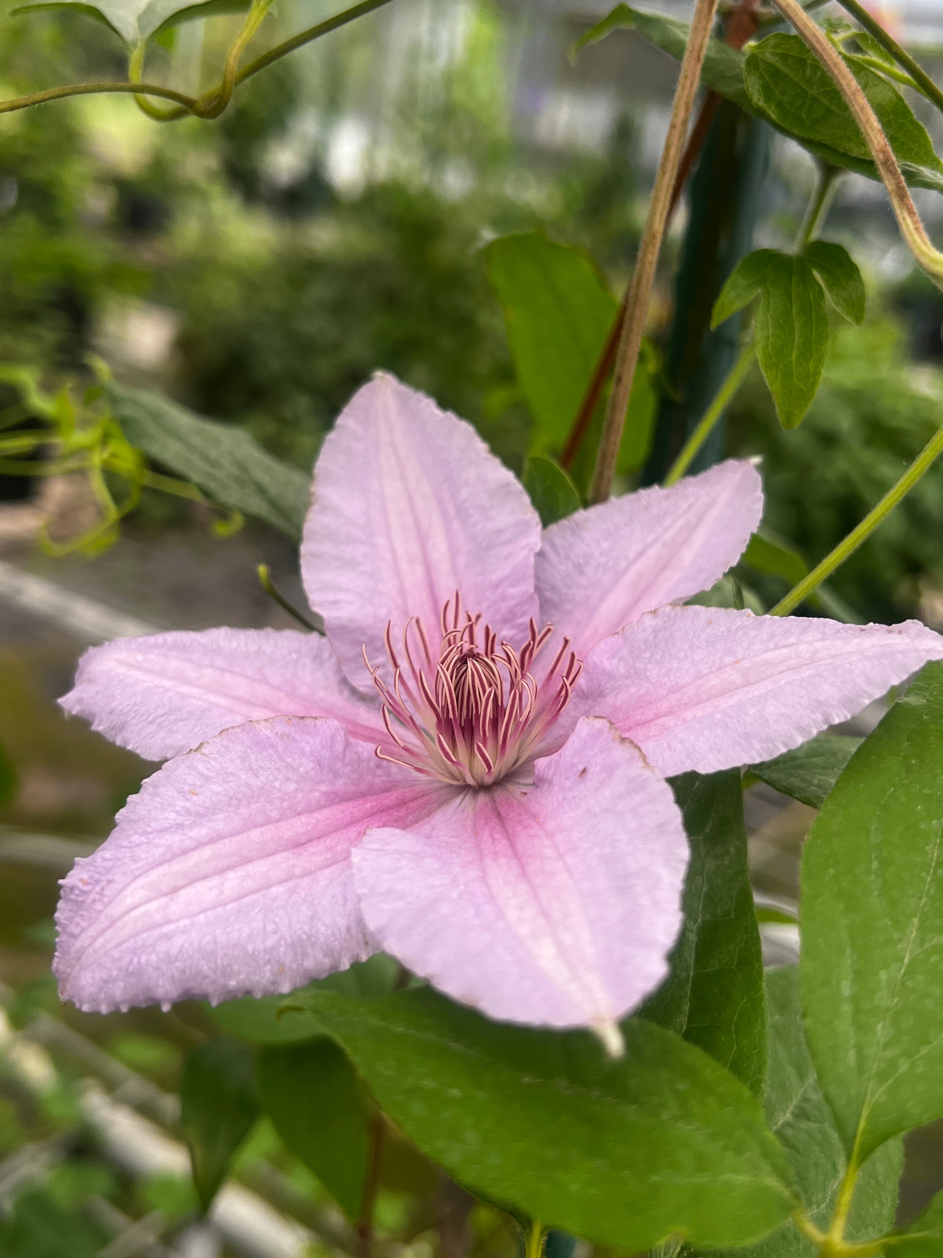 Clematis Marmori - Brushwood Nursery, Clematis Specialists
