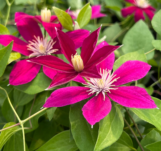 Clematis Acropolis