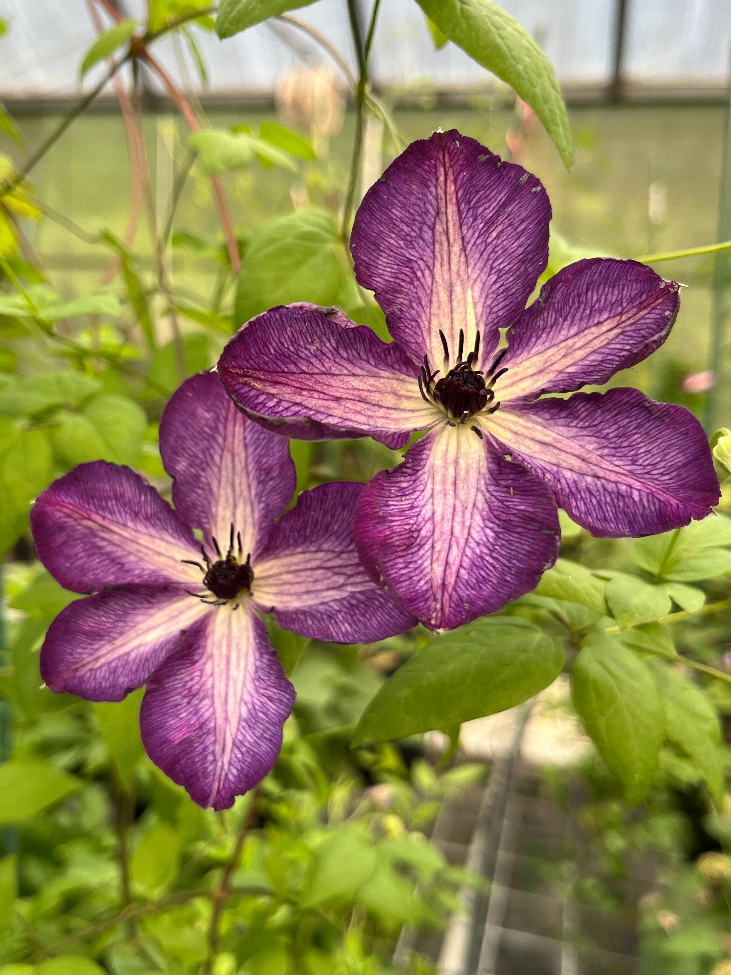 clematis Clematis Super Nova – Brushwood Nursery, Clematis Specialists