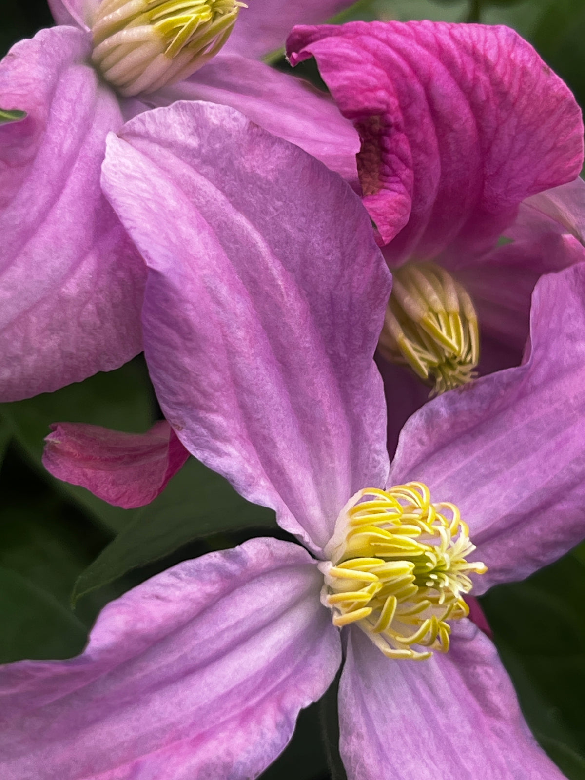 Clematis Inspiration