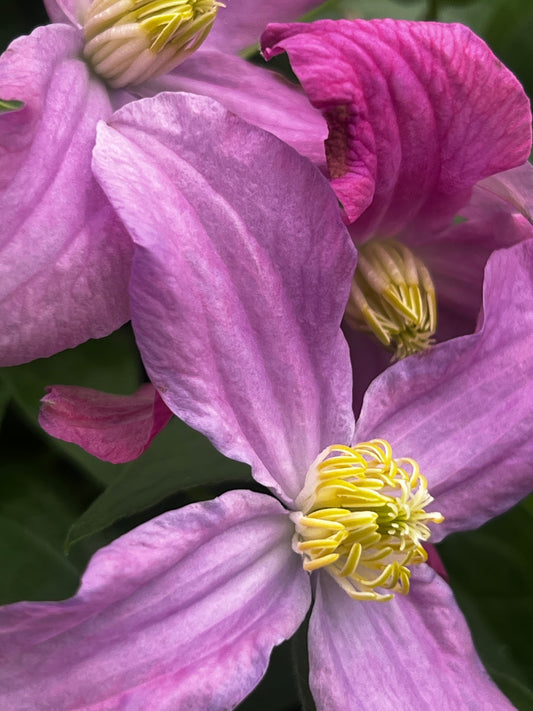 Clematis Inspiration