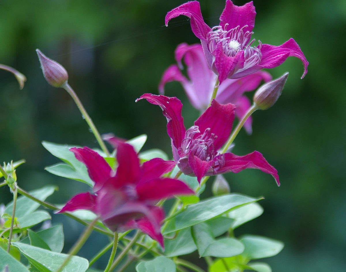 Clematis Raspberry Double Clematis Raspberry Beret – Brushwood Nursery, Clematis Specialists