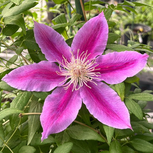 Clematis Scartho Gem