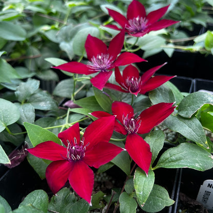 Clematis Nubia