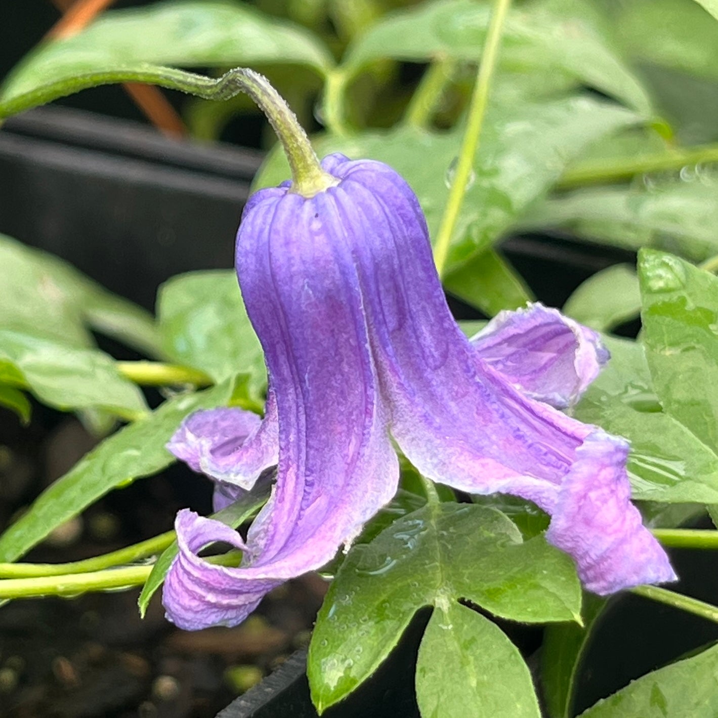 Clematis Roguchi No. 2