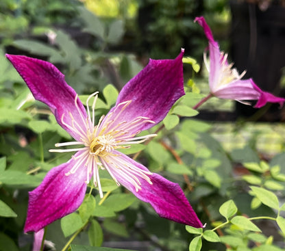 Clematis texensis Ruby Wedding