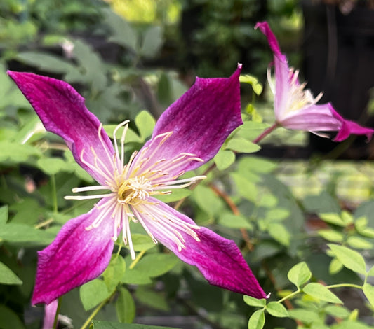 Clematis texensis Ruby Wedding