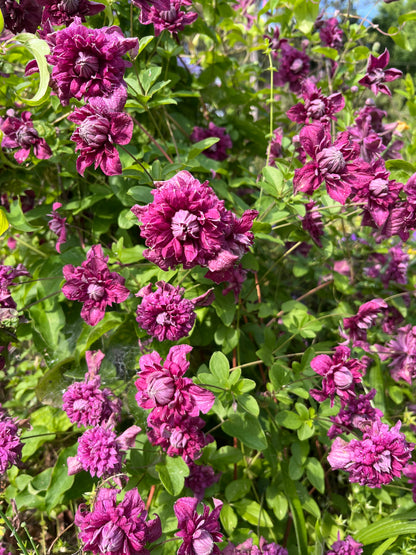 Clematis Purpurea Plena Elegans - Brushwood Nursery, Clematis Specialists