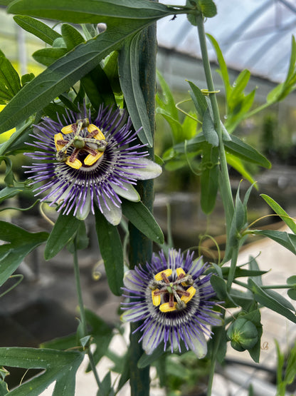 Passiflora mooreana