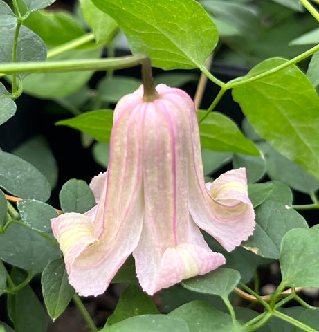 Clematis Fay