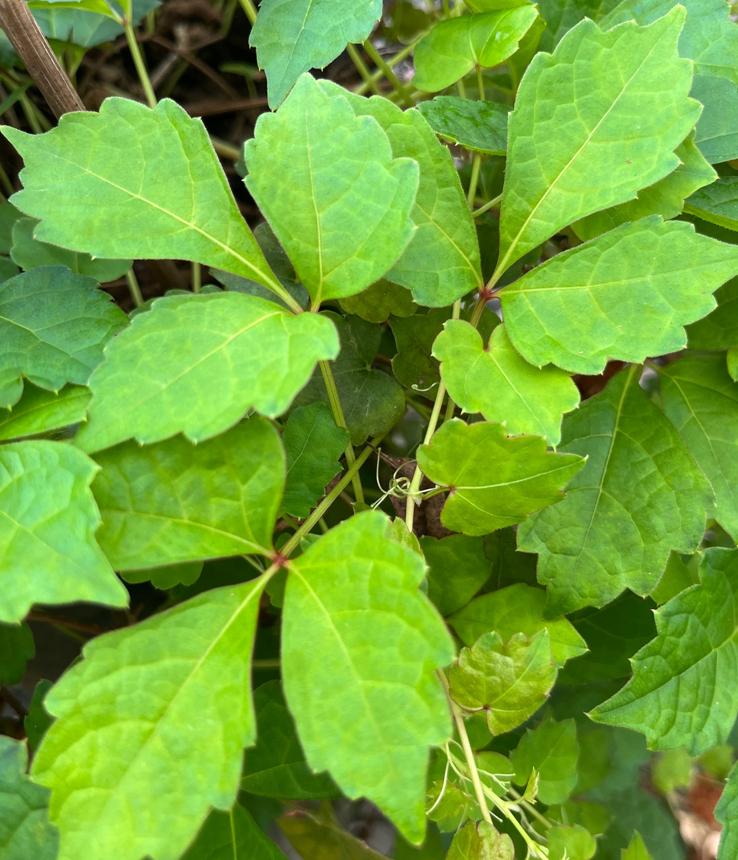 A close-up of the green foliage of the Parthenocissus Sento Gosho plant.