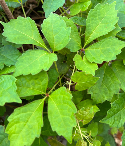 A close-up of the green foliage of the Parthenocissus Sento Gosho plant.
