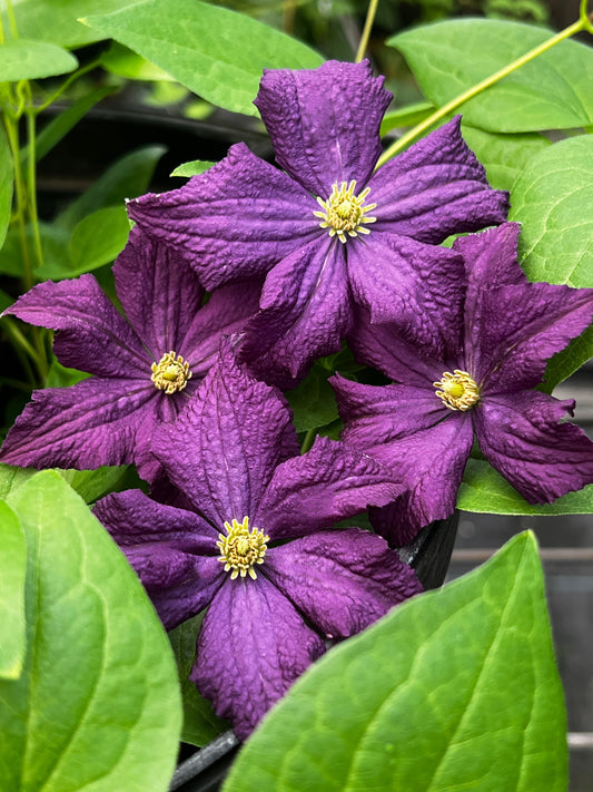 Clematis Trikatrei
