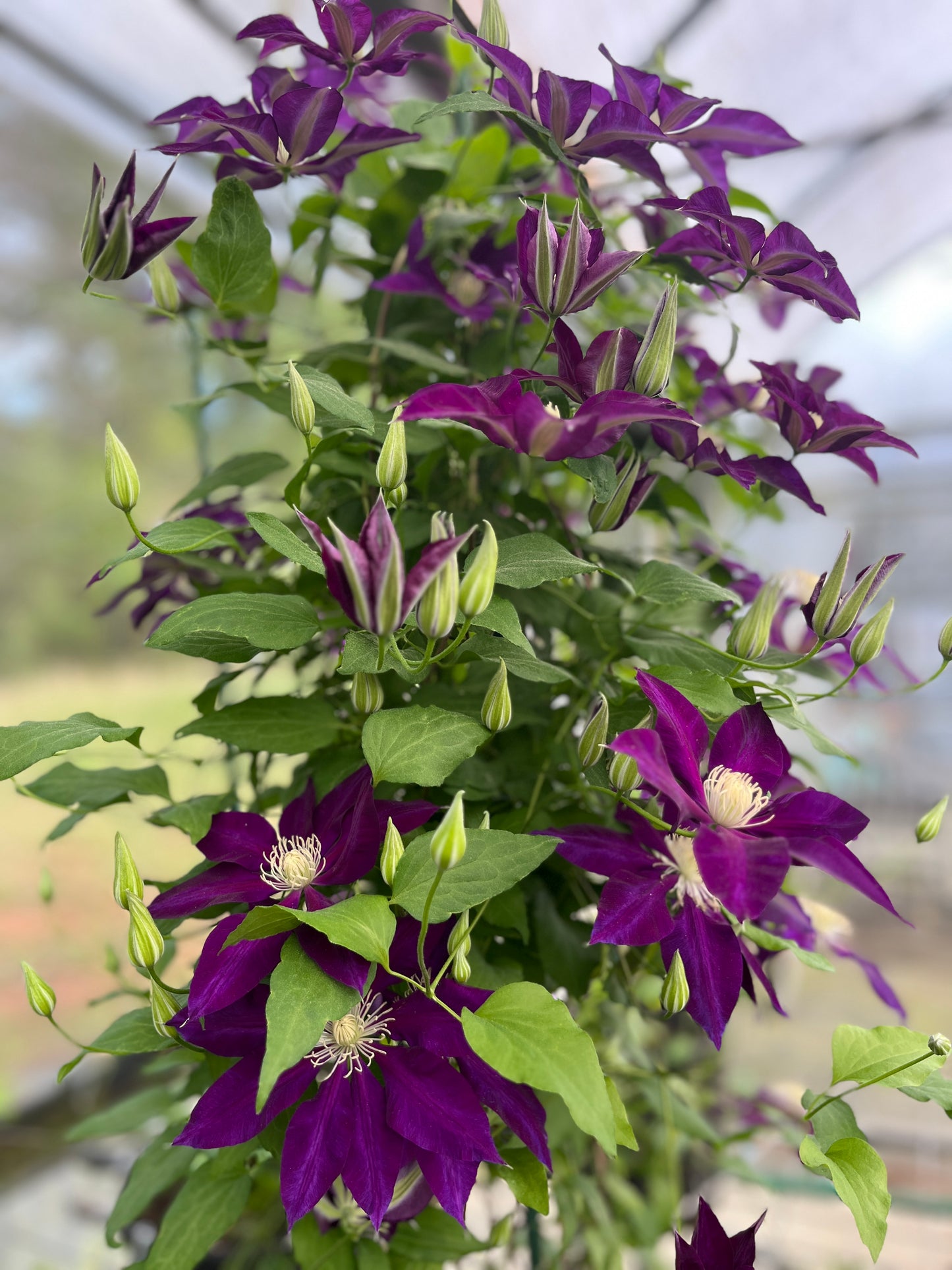 Clematis Hayate