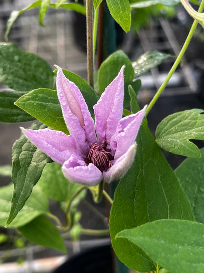 Clematis Marmori - Brushwood Nursery, Clematis Specialists