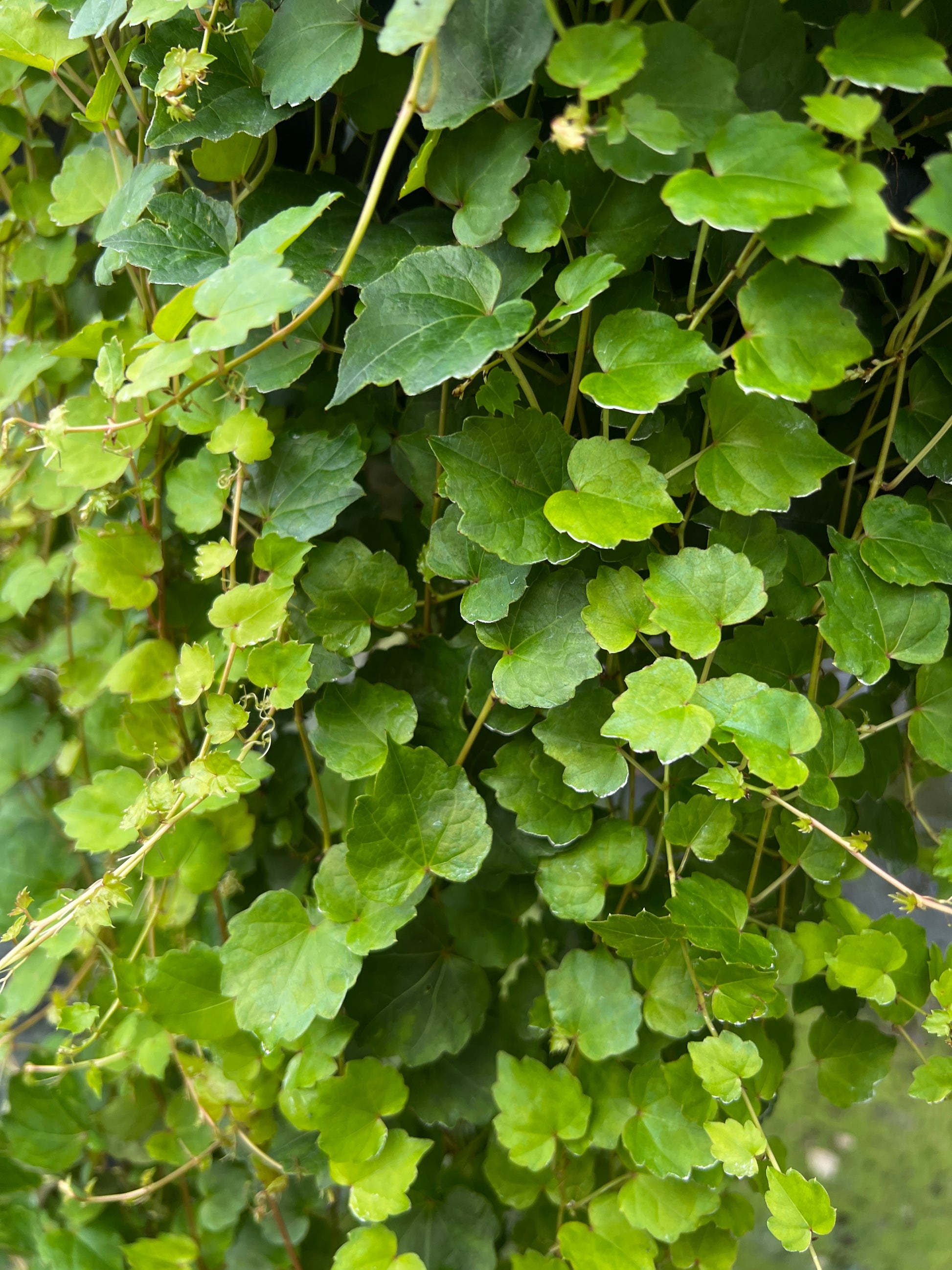 Close-up of green leaves with a blurred background