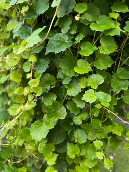 Close-up of green leaves with a blurred background