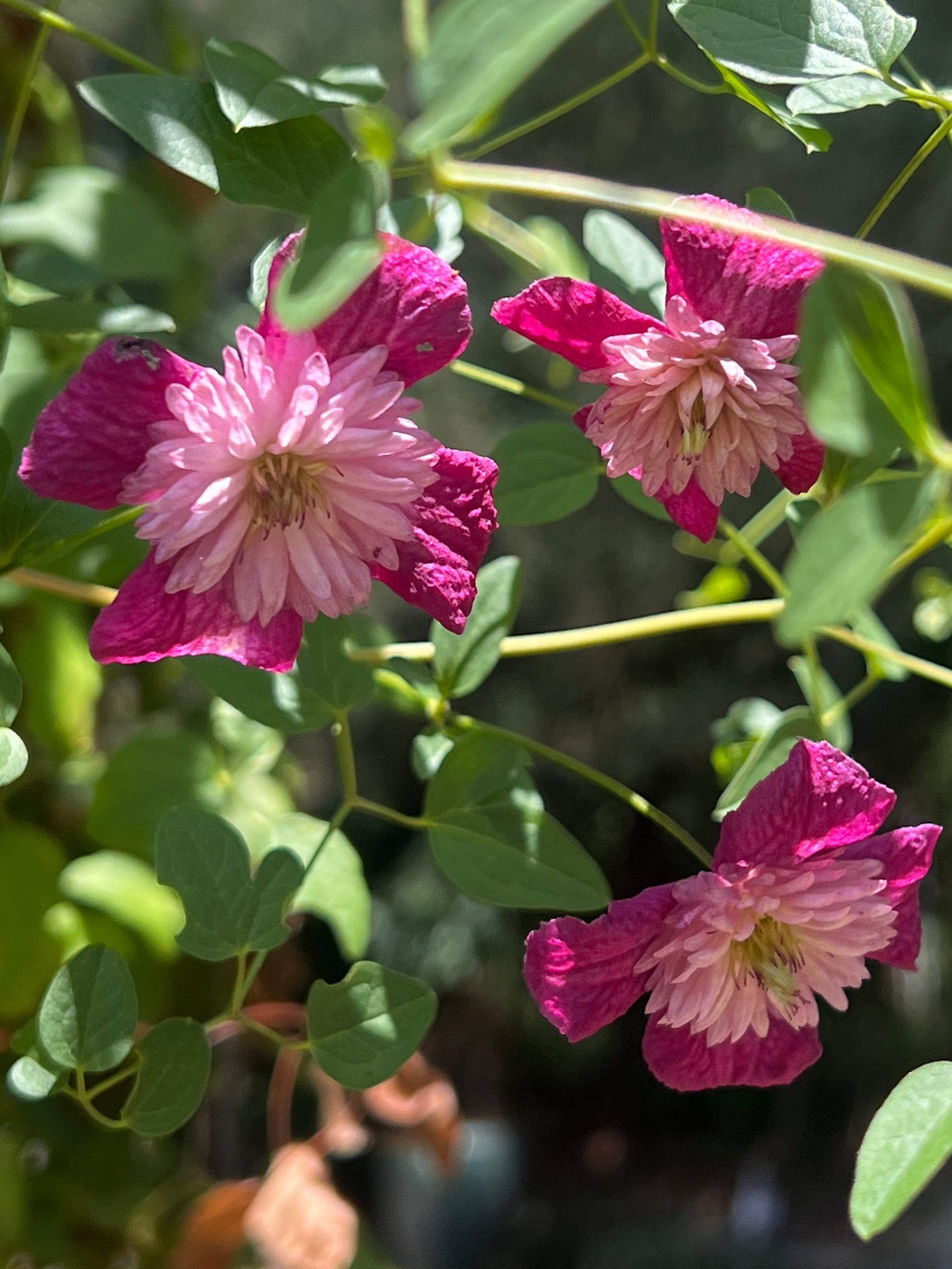 Clematis Avant-Garde - Brushwood Nursery, Clematis Specialists