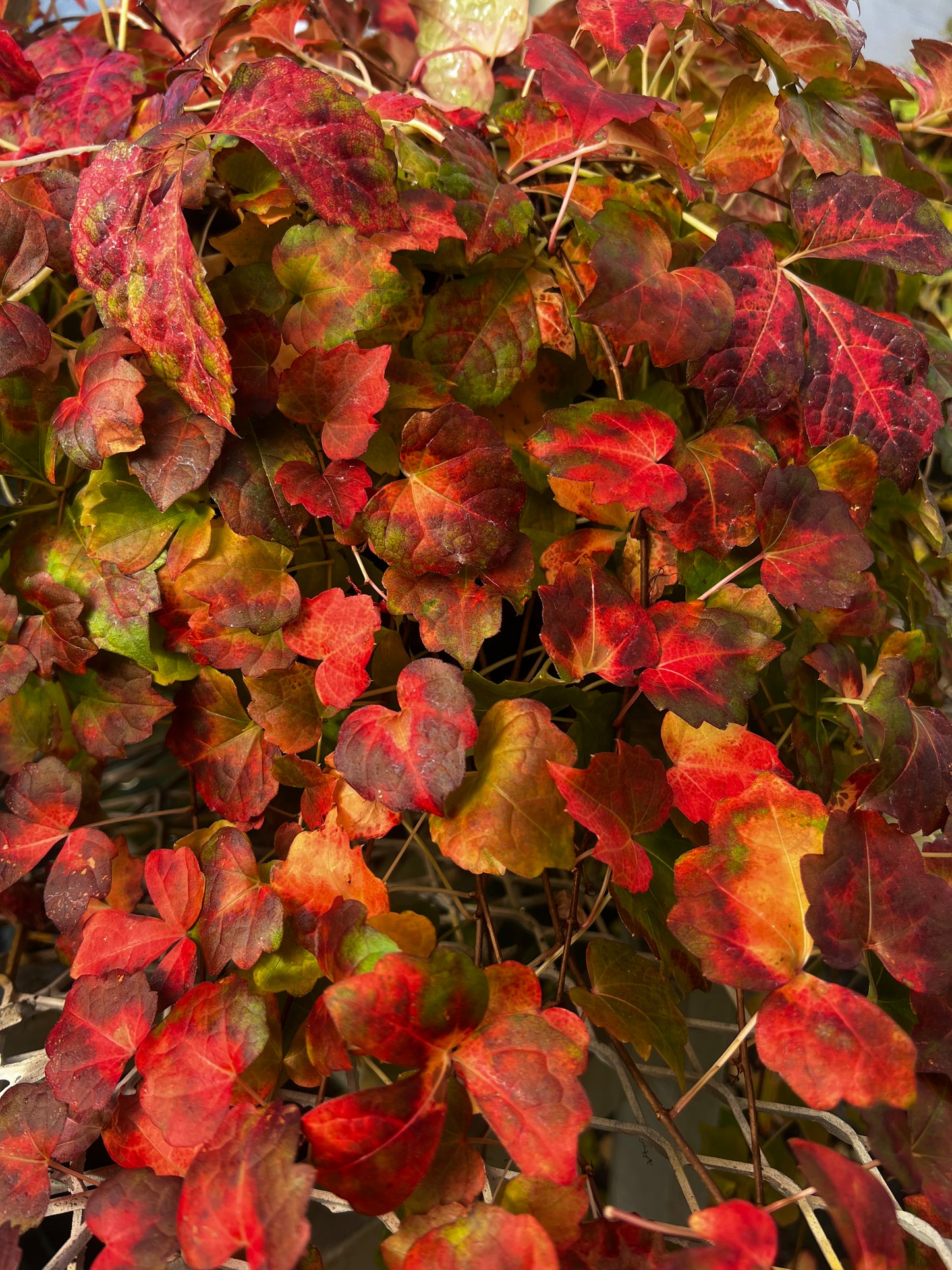 Close-up of red and green leaves with a blurred background - lovely fall foliage.