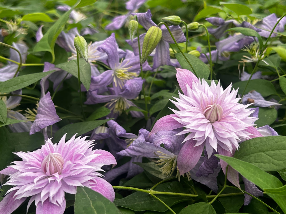 Clematis Josephine