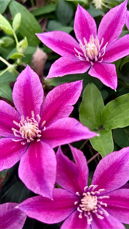 Clematis Poseidon