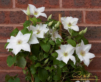 Clematis Guernsey Flute