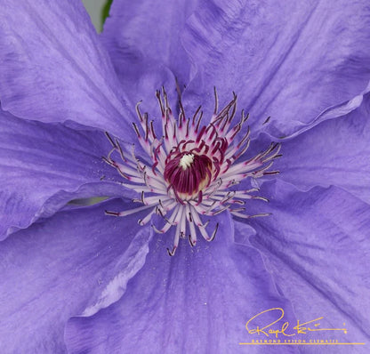 Clematis Lindsay