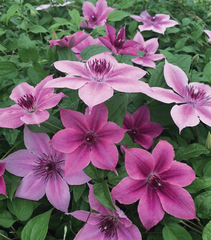 Brushwood Nursery Clematis Rosalie