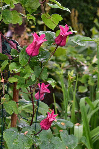 Clematis texensis Maxima
