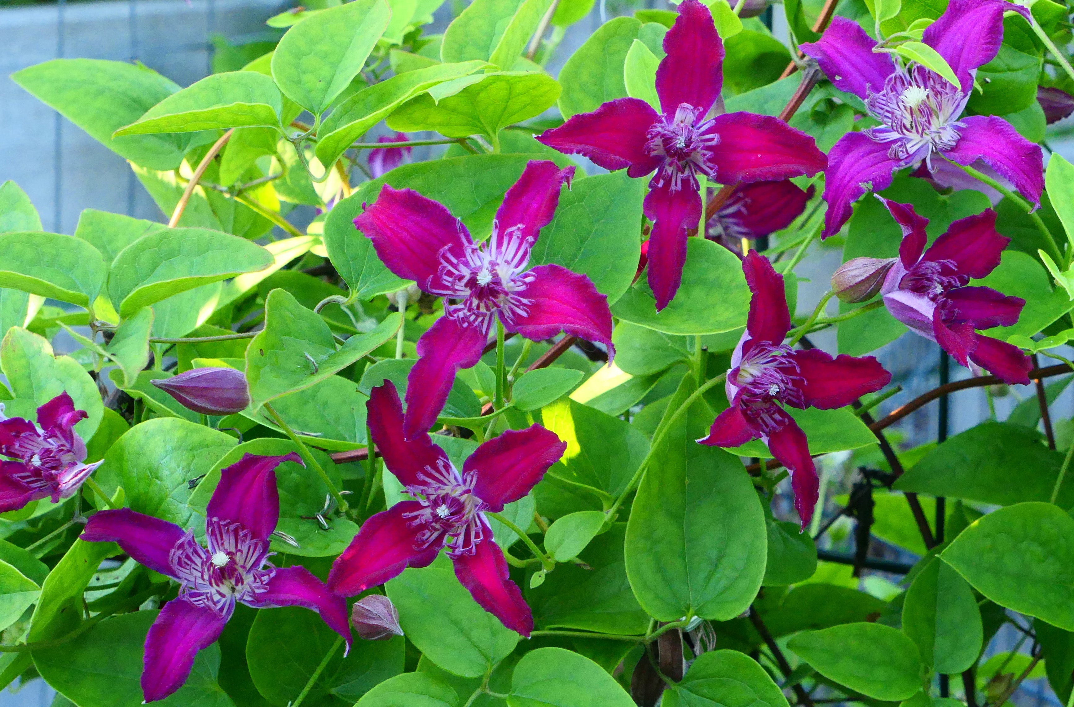 Clematis Raspberry Ruffle Clematis Raspberry Beret – Brushwood Nursery, Clematis Specialists