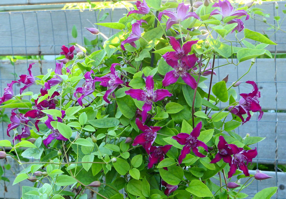 Clematis Raspberry Beret – Brushwood Nursery, Clematis Specialists