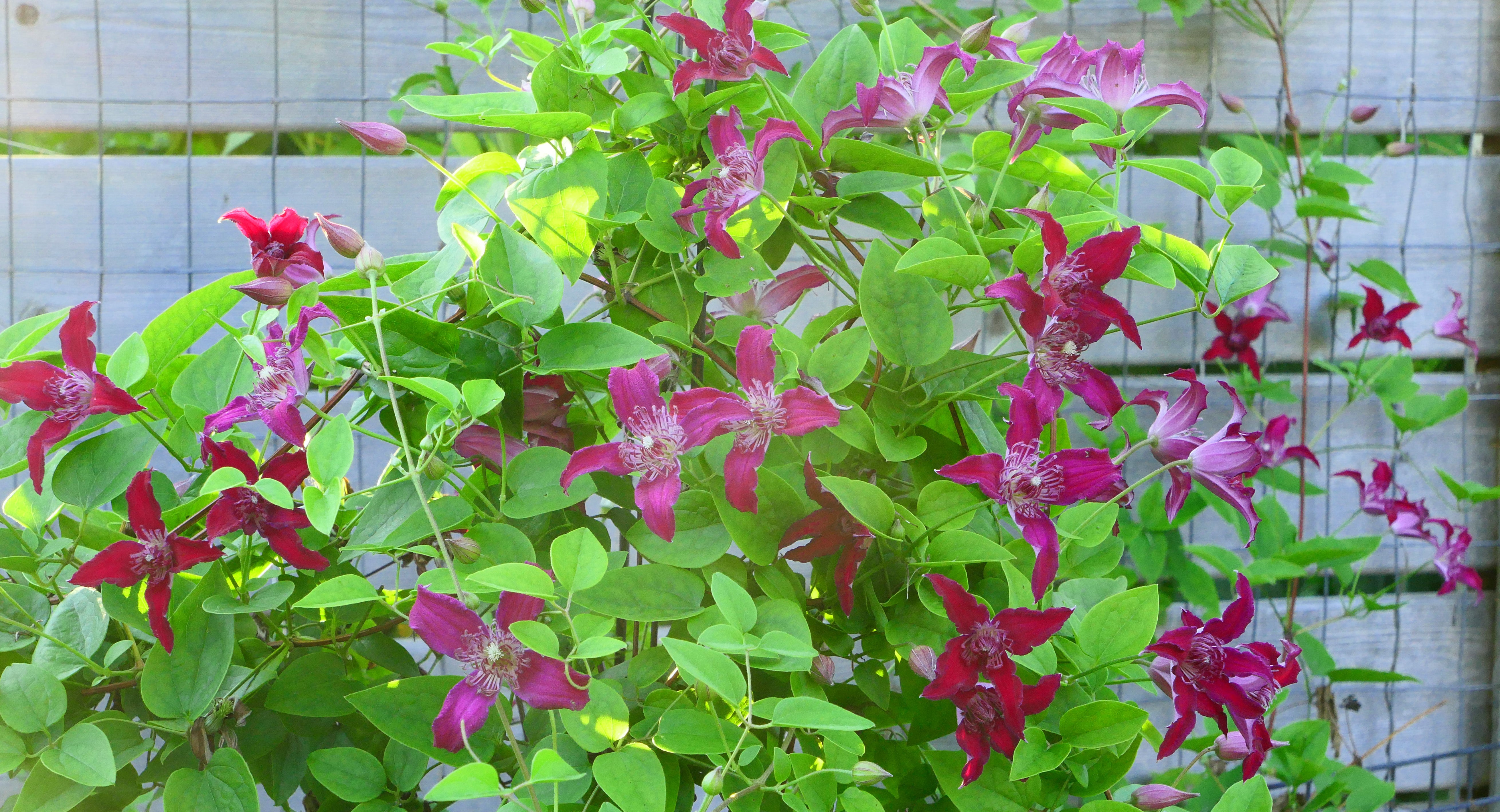 Clematis Raspberry Ruffle Clematis Raspberry Beret – Brushwood Nursery, Clematis Specialists
