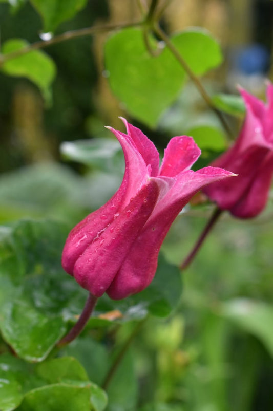 Clematis texensis Maxima