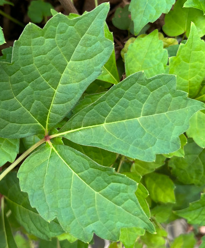 Parthenocissus Sento Gosho