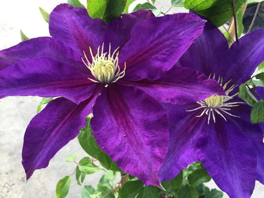 Clematis The Duchess of Cornwall