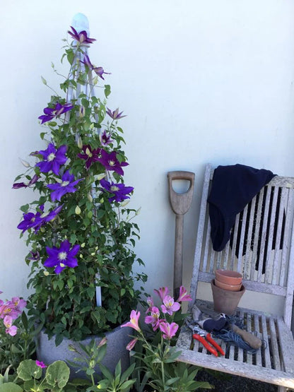 Clematis The Duchess of Cornwall